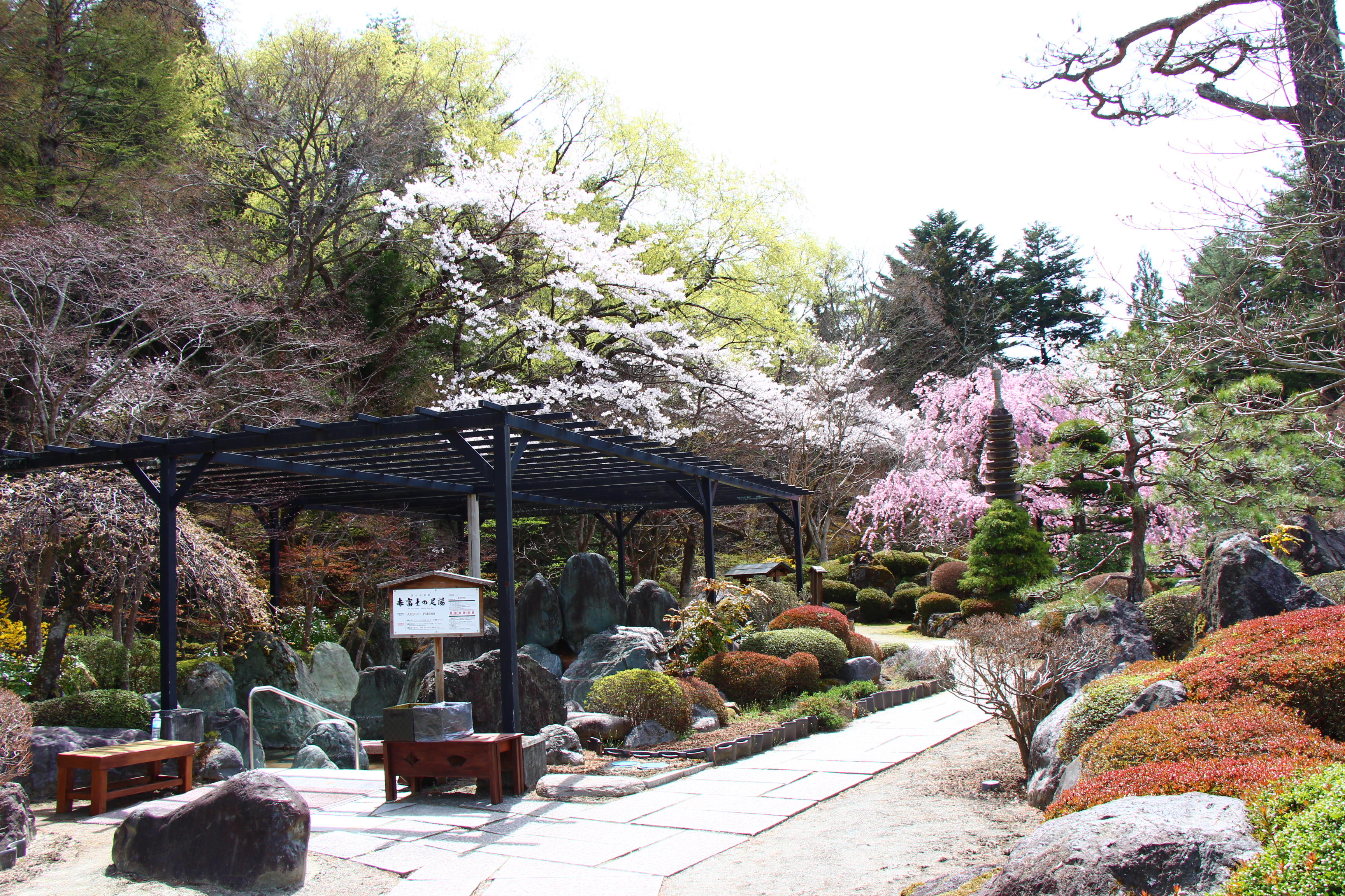 2026年庭園の梅・桜開花情報№13｜新着情報｜富士山の見える温泉旅館